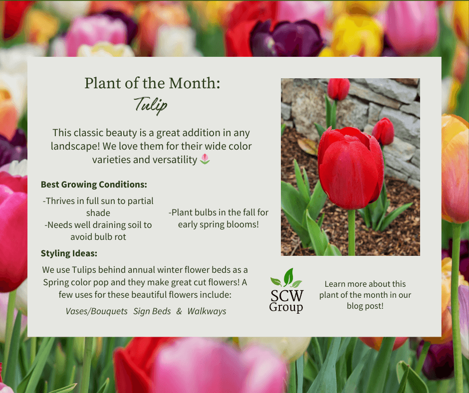 Plant of the Month: Tulip