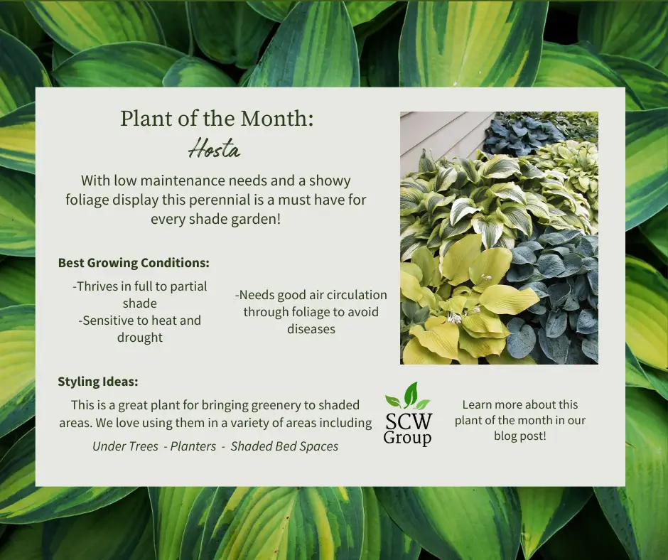 How to care for Hostas