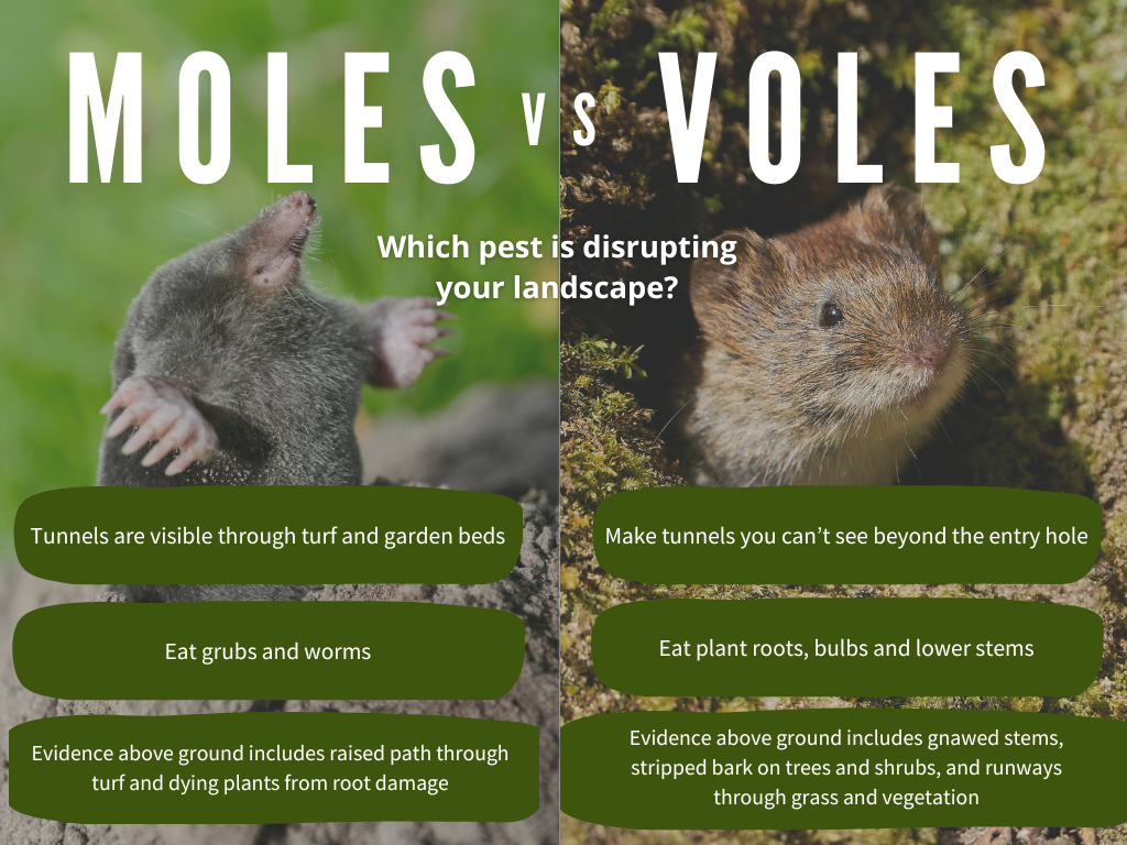 Moles vs. Voles