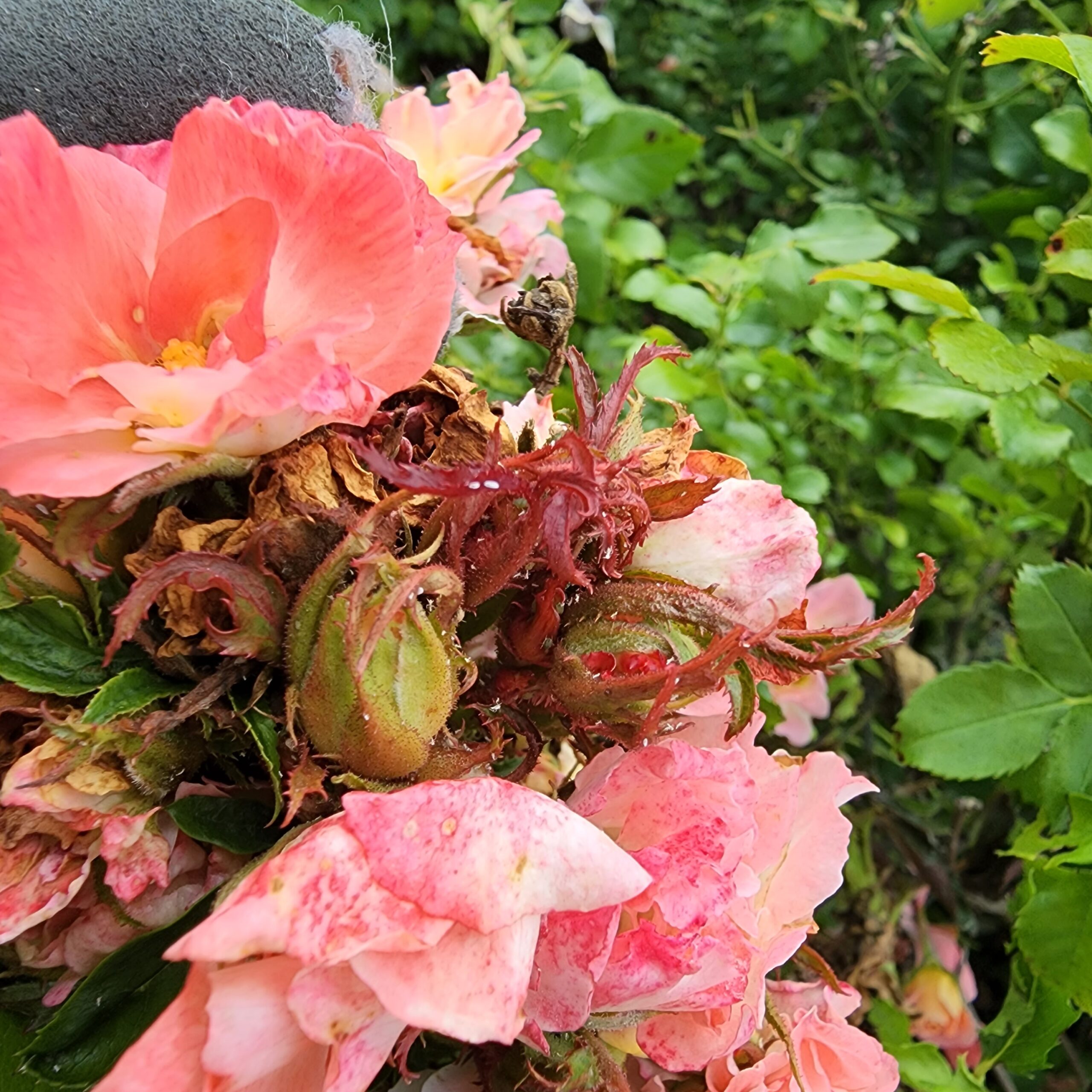 How to care for roses with Rose Rosette