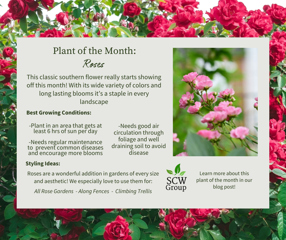 how to care for roses in Middle TN