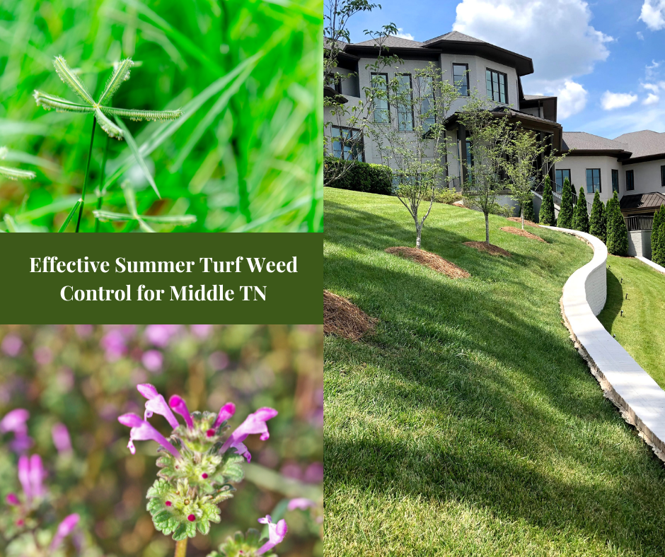 Summer Turf Weed Control